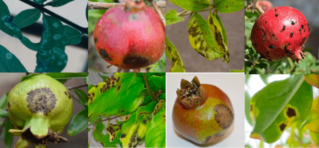 Sample images from dataset
